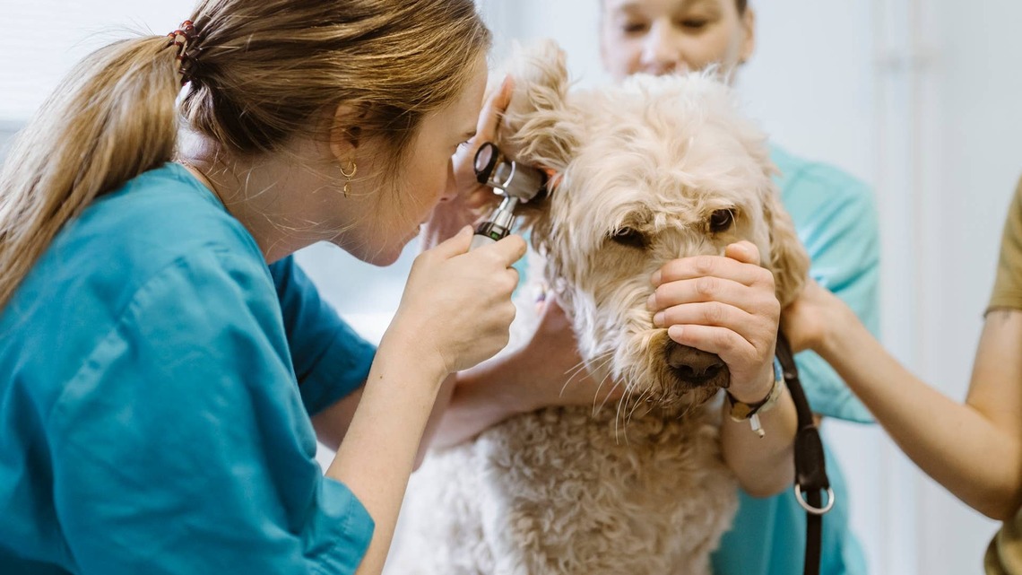 U.S. News Just Named the Best Pet Insurance Companies for 2026–2027-Here Are the Winners 
