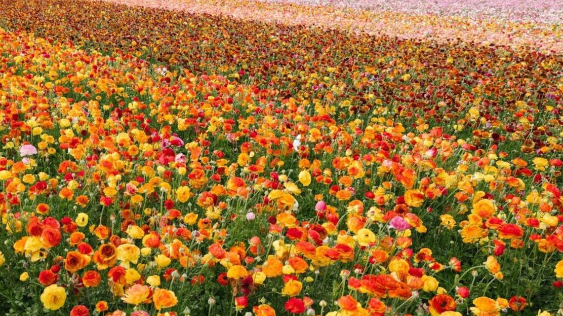 Will SC get extra heat or just more rain this spring? Here’s what NWS & Farmers Almanac forecast