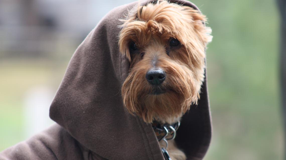 Bark's 'Star Wars'-Themed Dog Plush Toy Is Too Cute to Pass Up