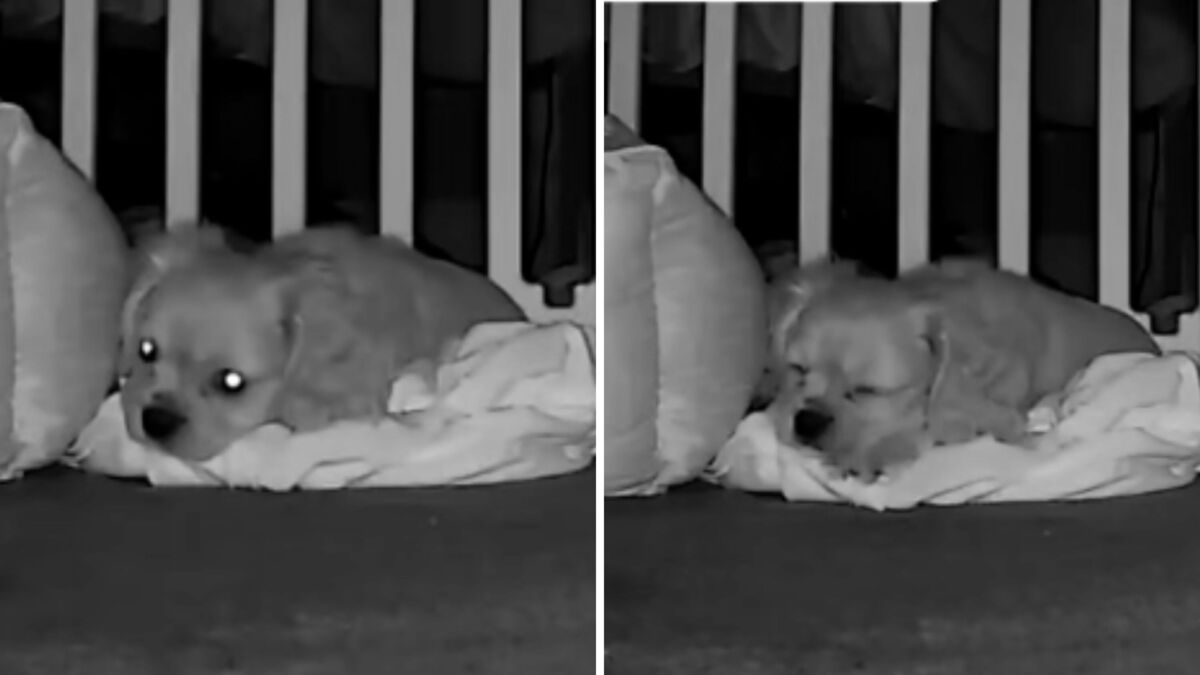 Screenshots from a July 1 TikTok video of a security camera capturing the moment a puppy settled down after receiving her owner's T-shirt as a comfort item. 