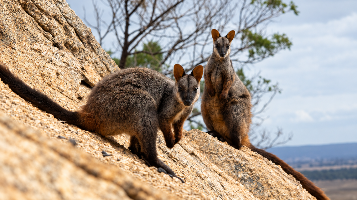 How conservationists and visitors are saving endangered wallabies in Melbourne 