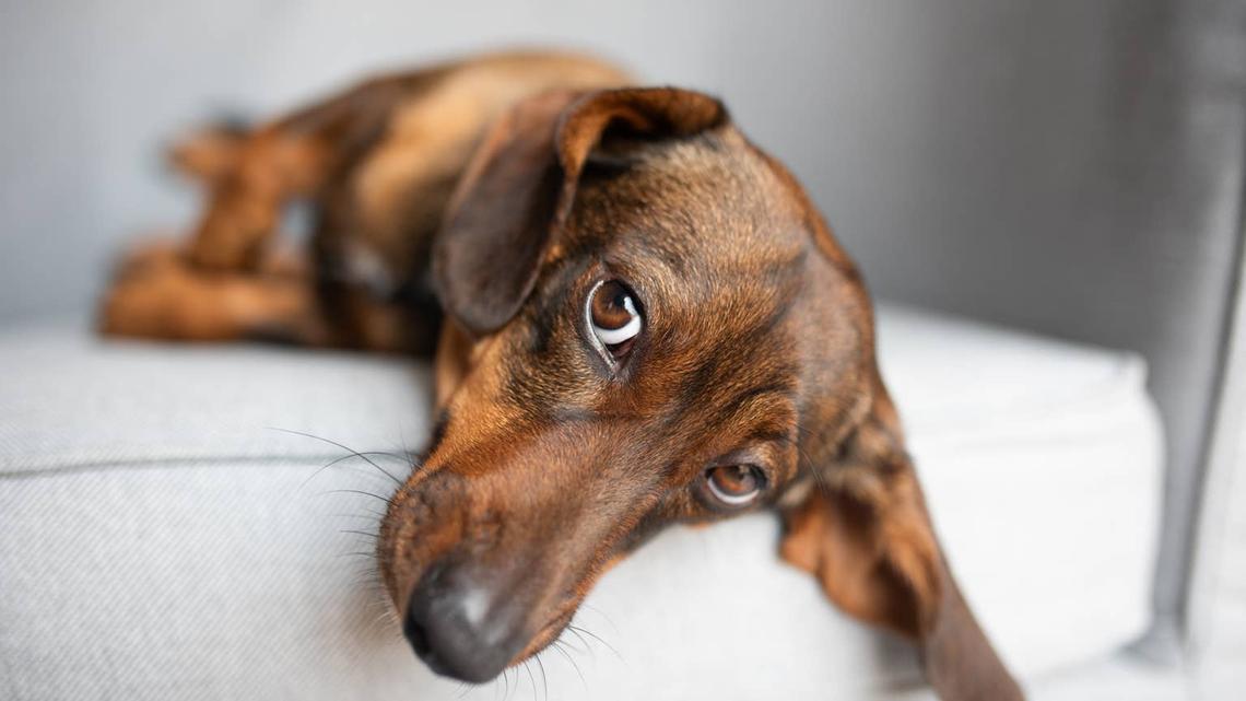 dachshund portrait.