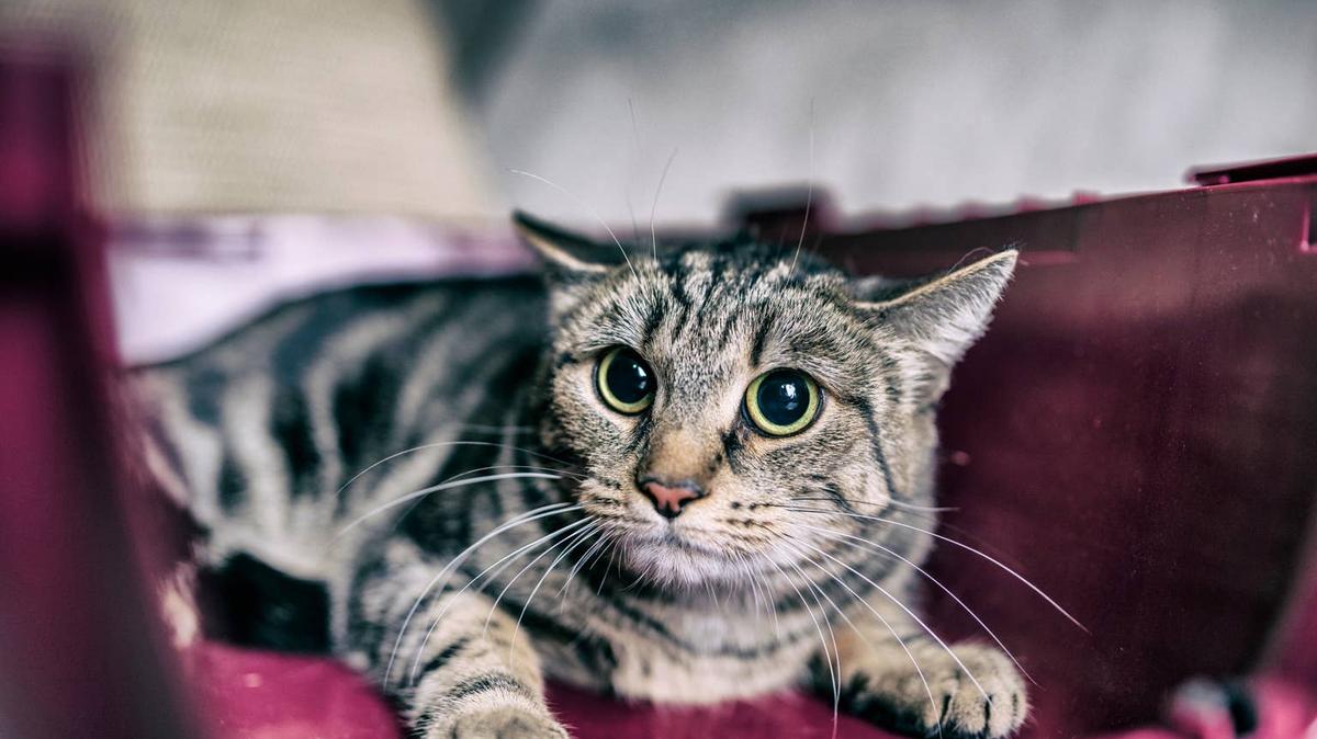 cat. 