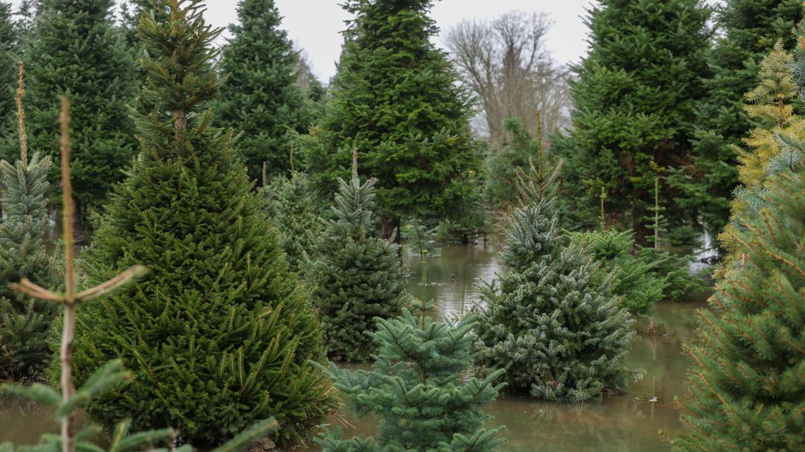 Major Flood Warnings as Pineapple Express Soaks the Pacific Northwest 