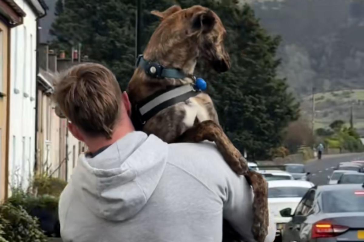  Screenshot from a May 18 TikTok video of a fully grown dog being held by his owner, the same way he used to be held as a puppy. 