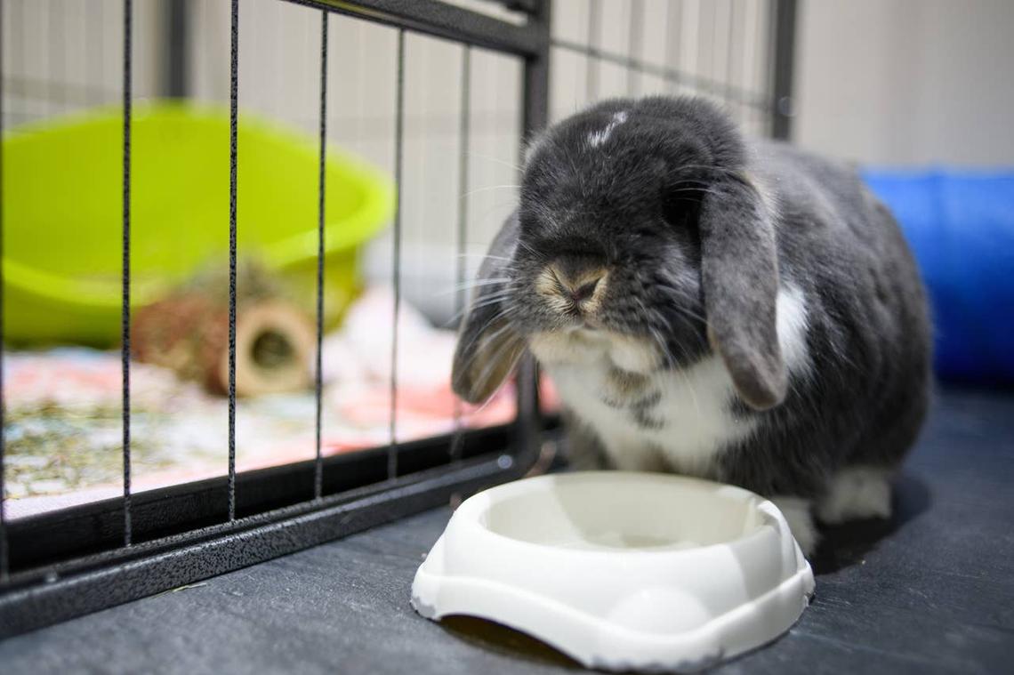  A pet rabbit who trusts that its owner will give it food and water. 