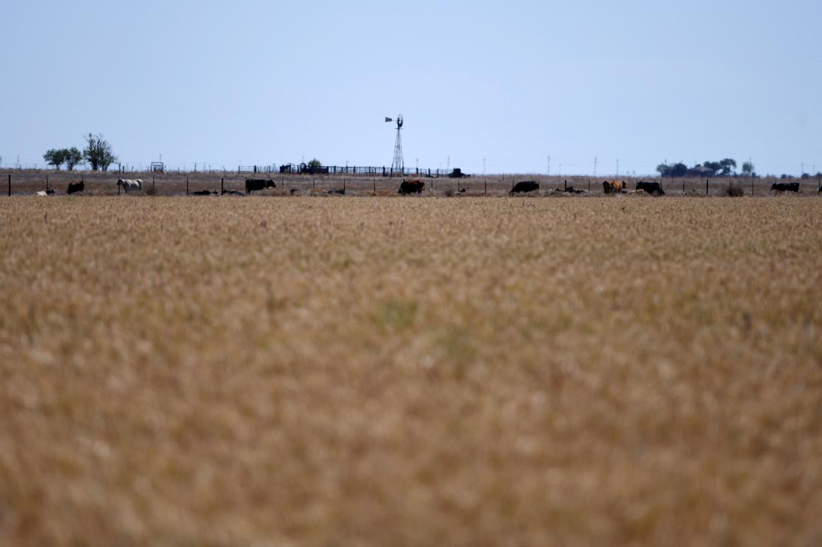 Cattle gather outside of Scott Irlbeck's wheat farm in Tulia, Texas, U.S., May 13, 2026 REUTERS/Annie Rice