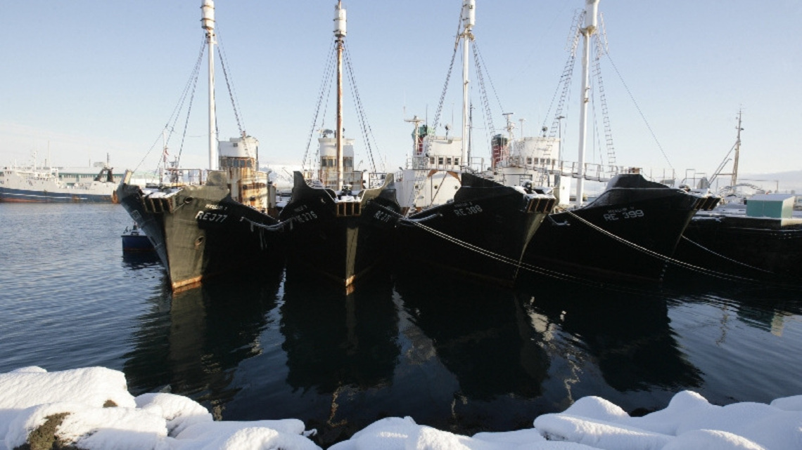 Iceland to consider whaling ban, potentially leaving Norway and Japan isolated 