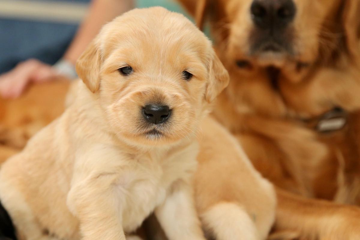  A photo of a golden retriever puppy looking at the camera and sitting in front of its mother. 