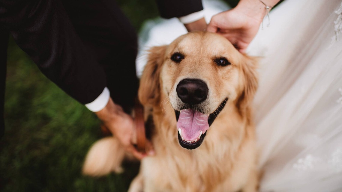 Security Camera Catches Golden Retriever's Response to an Intruder-and No One Saw It Coming 