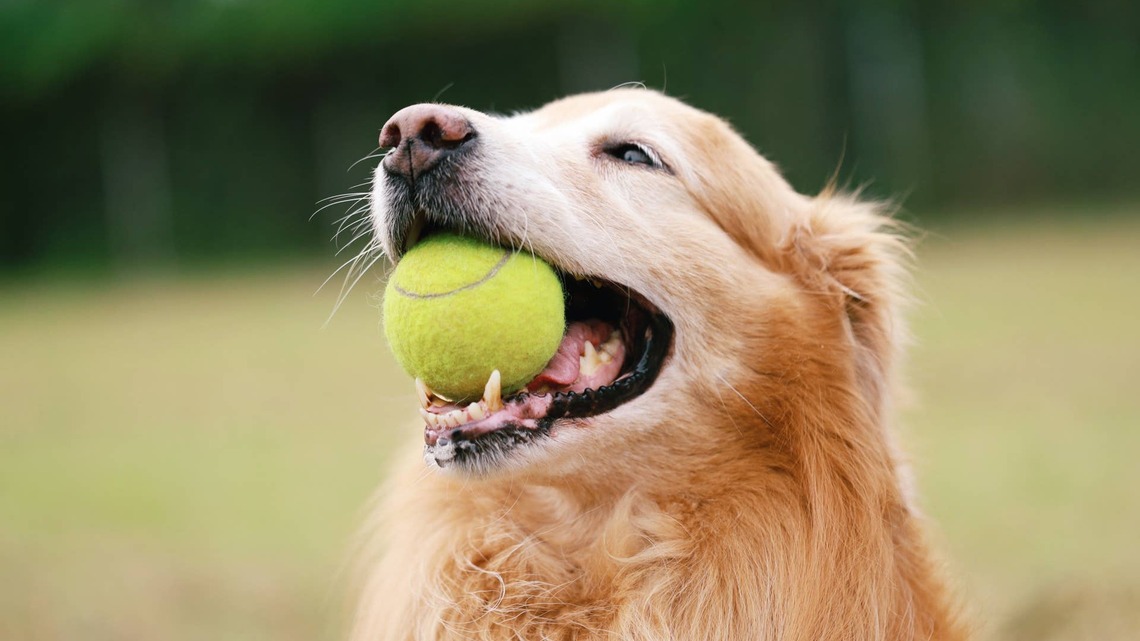 Golden Retriever Teaches Baby to Throw a Ball and Gains a 'Fetch Partner for Life' 