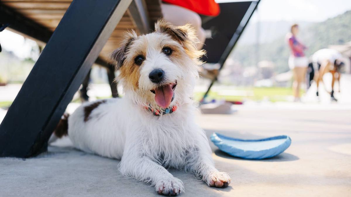 Wire haired terrier dog lying in a sunny patio. 
