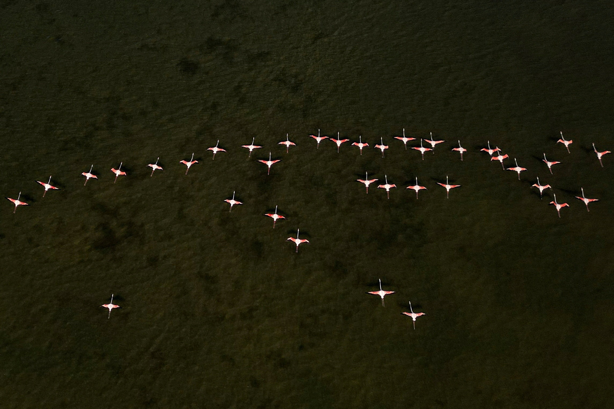 A drone view shows flamingos at the Vjosa-Narta Protected Area, where a luxury resort is planned by a company linked to Donald Trump's son-in-law, Jared Kushner, in Zvernec near Vlora, Albania, June 10, 2026. REUTERS/Florion Goga