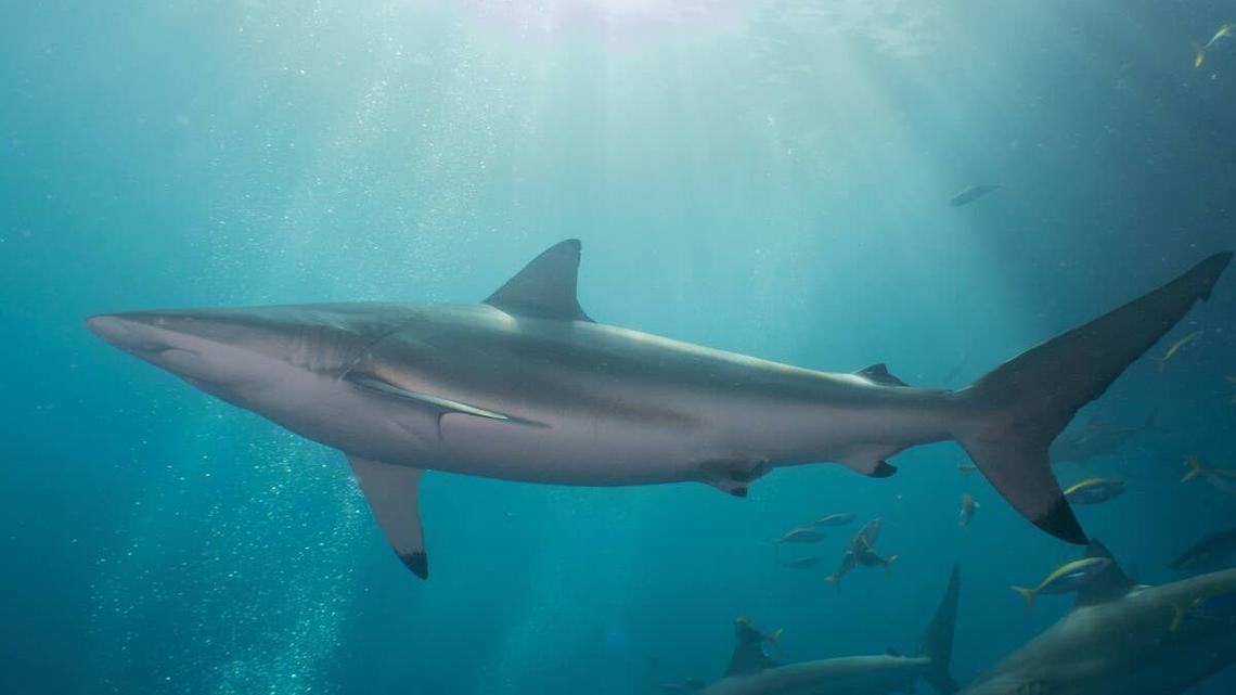 A spinner shark in the ocean. 