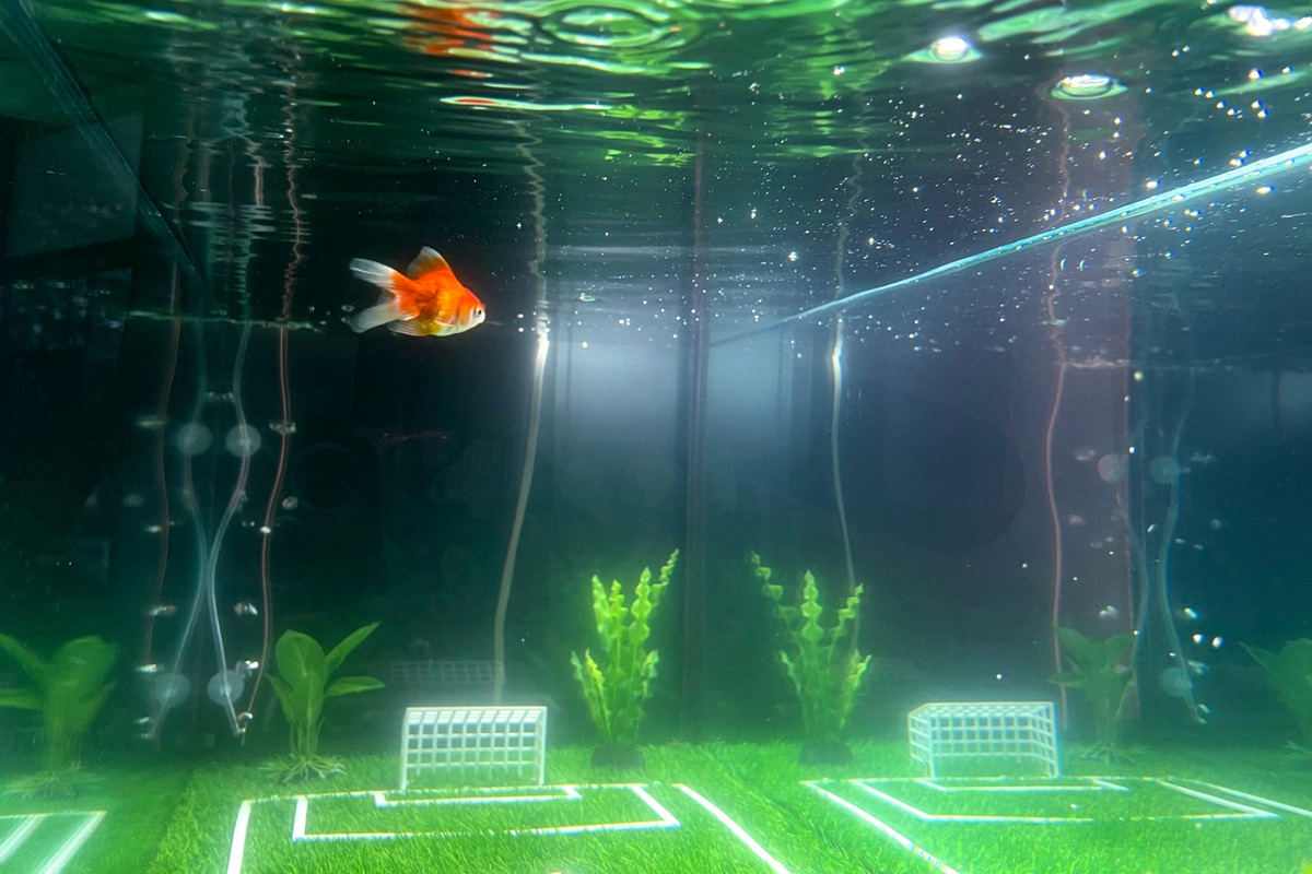An oranda goldfish named Swimbappe swims inside a tank designed like a soccer pitch outside an office building in Toronto, Ontario, Canada, June 19, 2026. Swimbappe, named after France soccer captain Kylian Mbappe, has become a local attraction by making daily World Cup match predictions from his underwater field. Picture taken with a mobile phone. REUTERS/Nicole Fernandes