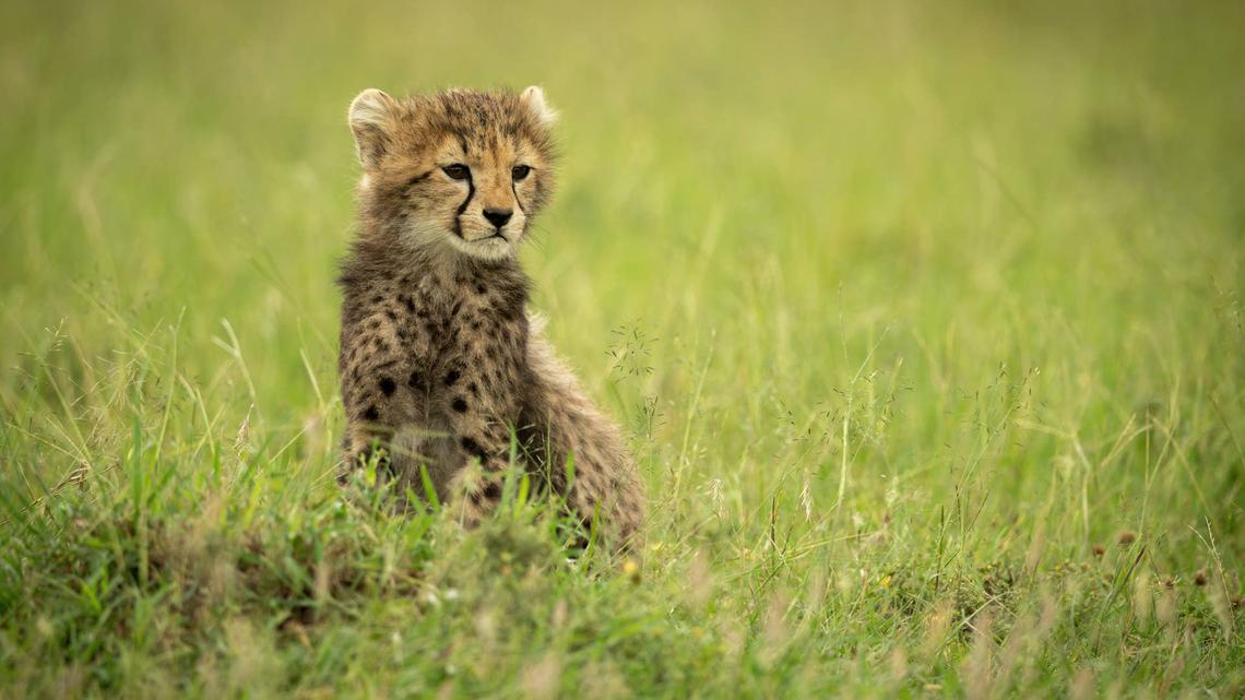 Rescued Baby Cheetah's Chirps Show Its Sweet Bond With Mom in Viral Video 