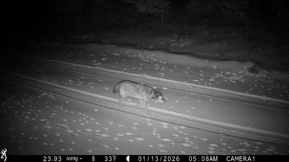 BEY03F, the wolf who visited Los Angeles County, seen on a remote camera in January 2026. (California Department of Fish and Wildlife/TNS)