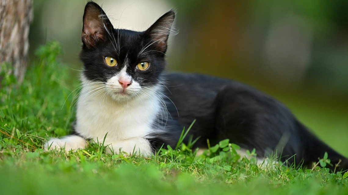 Once Dad Calls His Cat a 'Fluffy Accordion,' Everything Makes Sense 