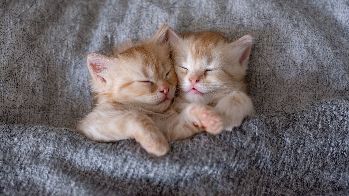 This Pile of Snuggly Kittens Is Exactly the Kind of Full House You'd Never Want to Leave 