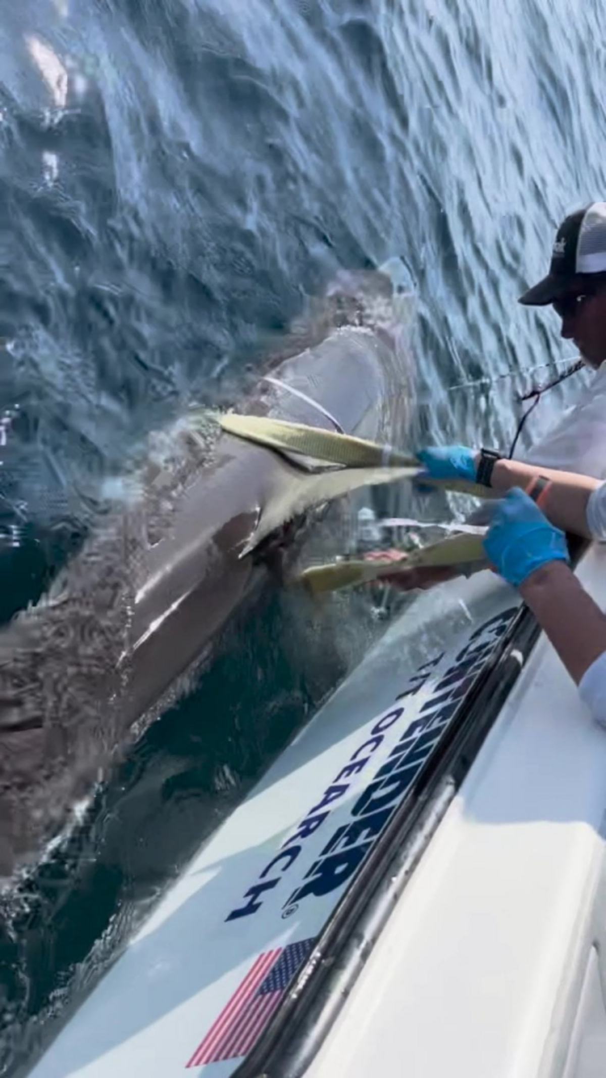  (OCEARCH via SWNS) 