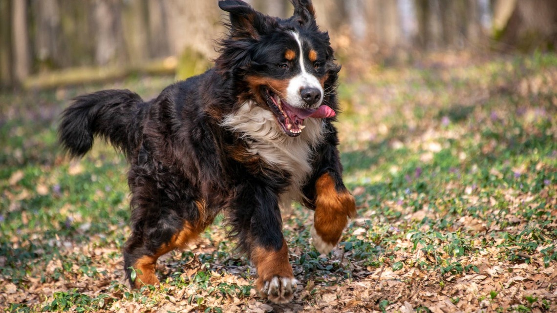 Bernese Mountain Dog Puts His 'Butt in the Air Like He Just Don't Care' to Get Mom to Play 
