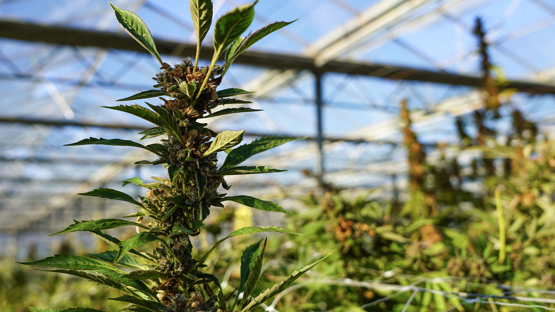 Should cannabis producers and processors be allowed to operate in Pasco?