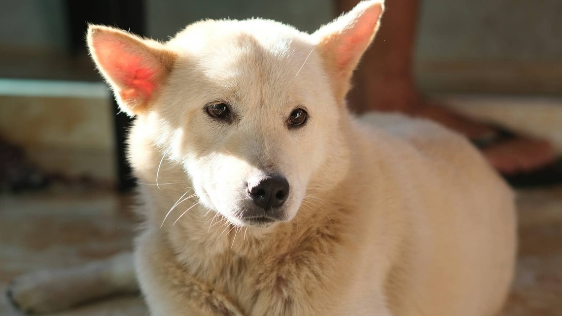 Sweet Shelter Dog Has Been Overlooked for Months Simply Because of Her Breed 
