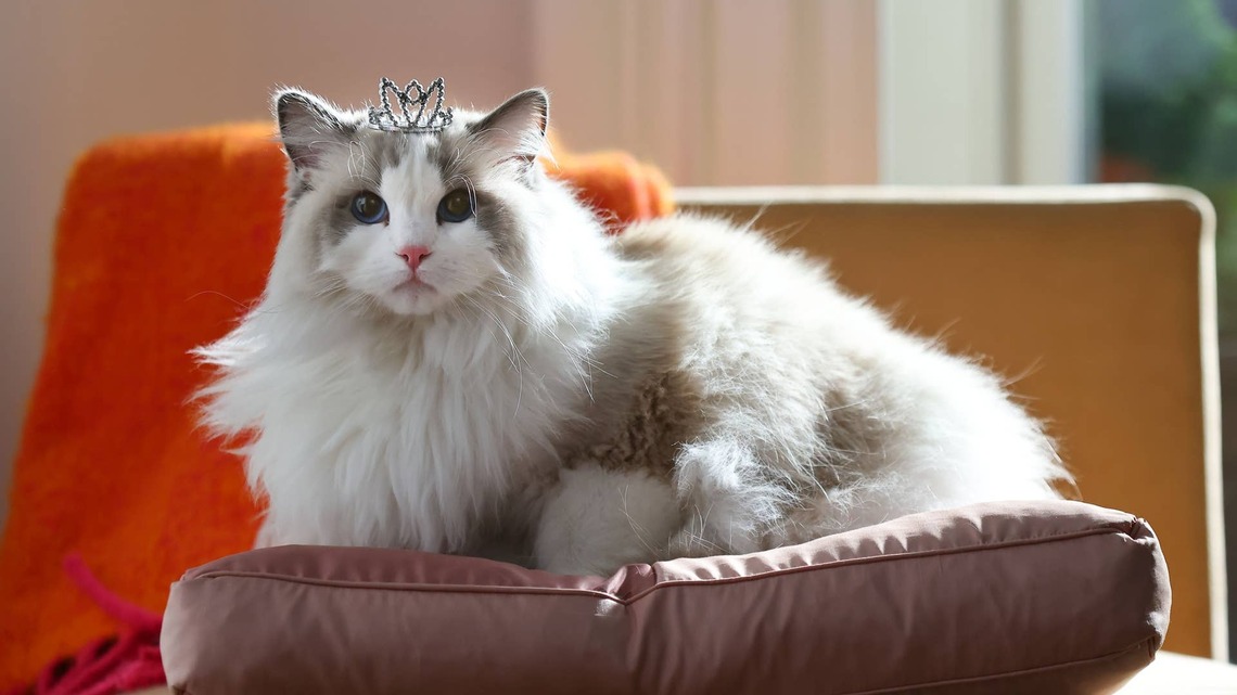 Fancy Feast and Paige DeSorbo Just Dropped a Limited-Edition Cat Food Collection Curated by Her Cat Daphne 
