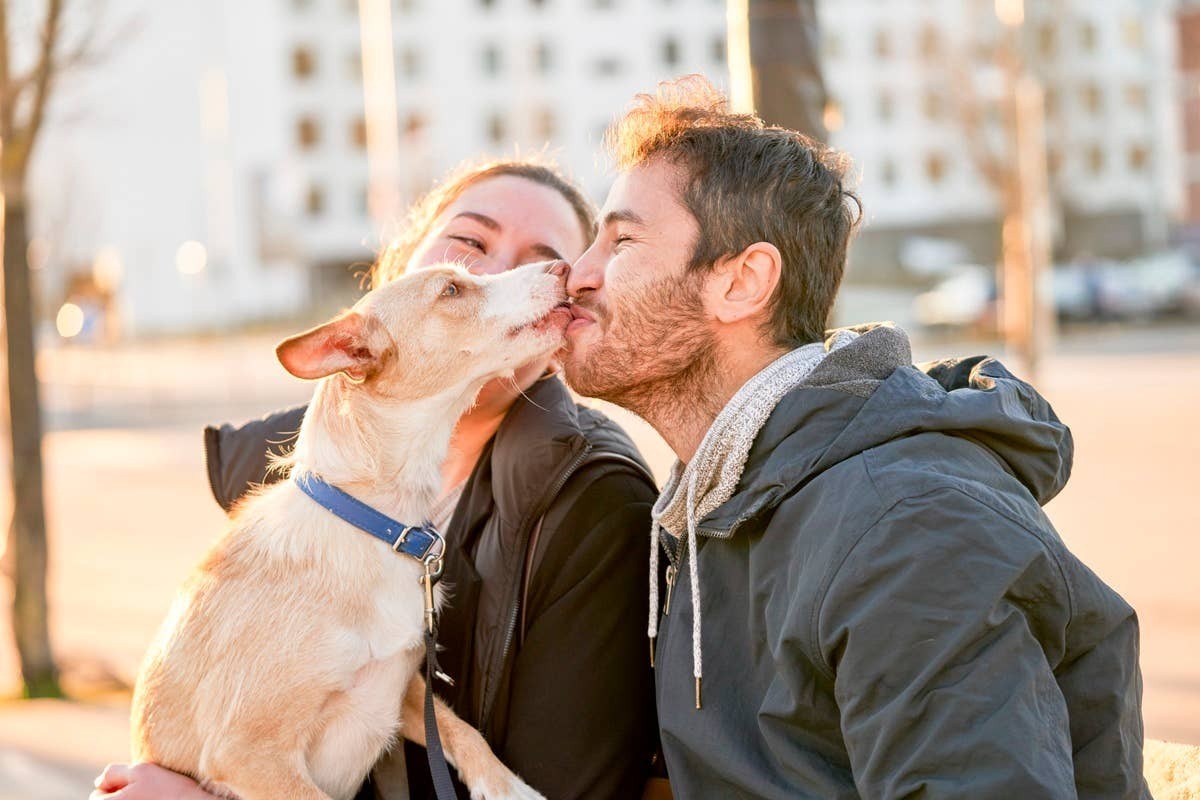  An affectionate dog that notices its pet parents stick to a walking schedule each day.