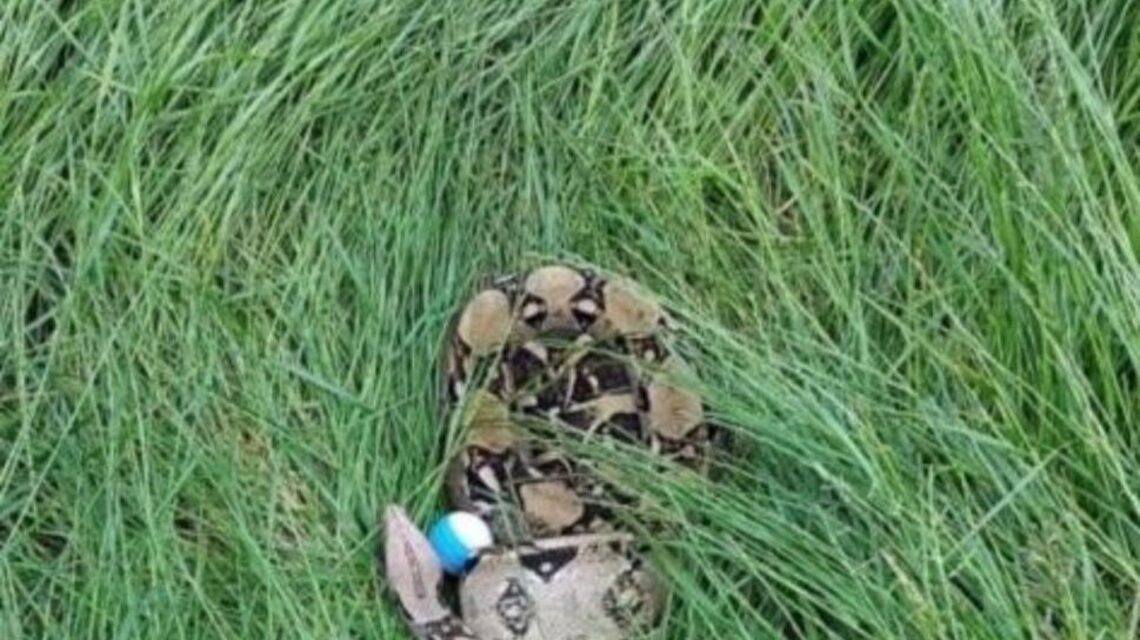 Girl finds massive 6-foot snake while playing golf