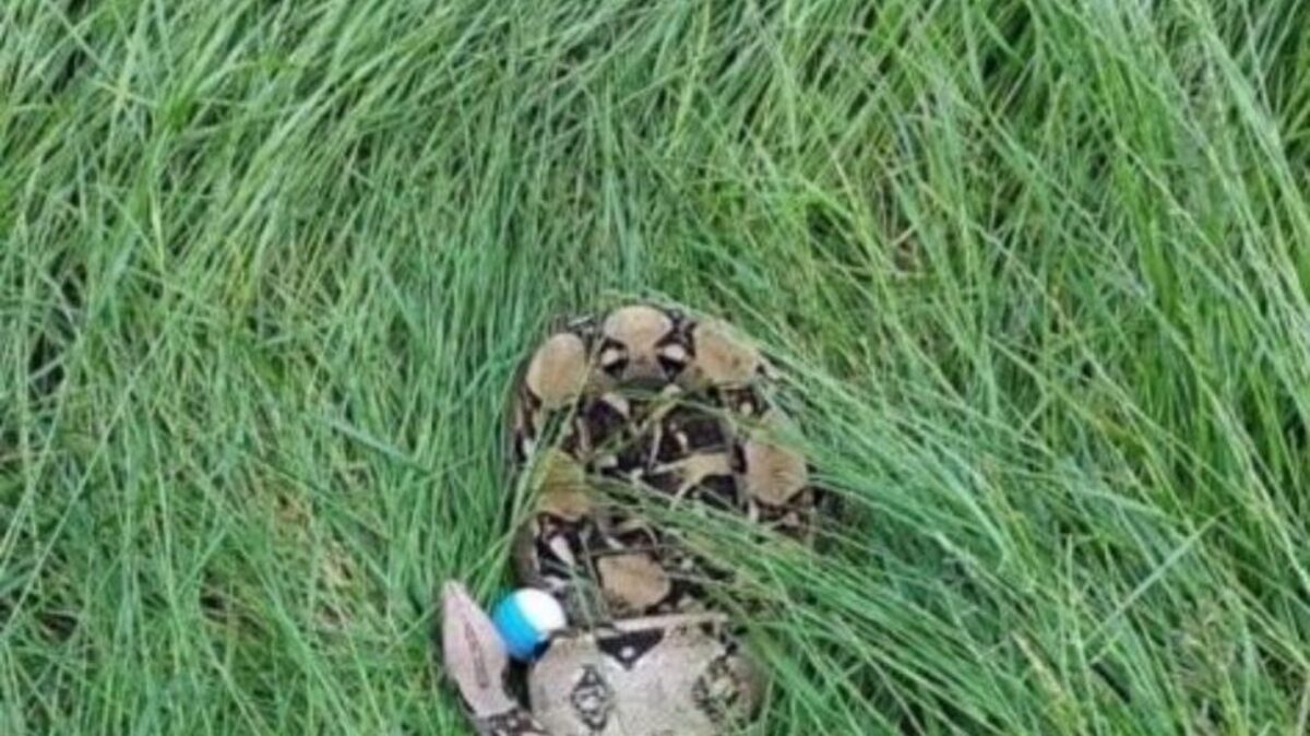 The golf ball on the boa-constrictor at Blackwell Grange Golf Club in Darlington. (Courtesy of Blackwell Grange Golf via SWNS). 