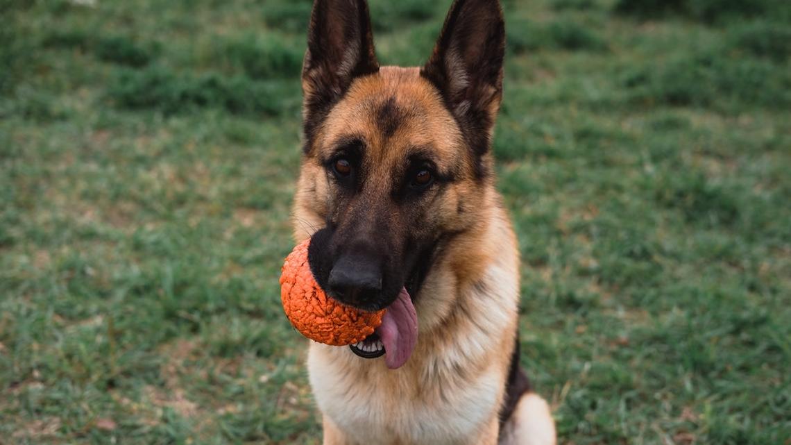 German Shepherd Finds Something Meant for a Cat-Then Refuses to Let Go 
