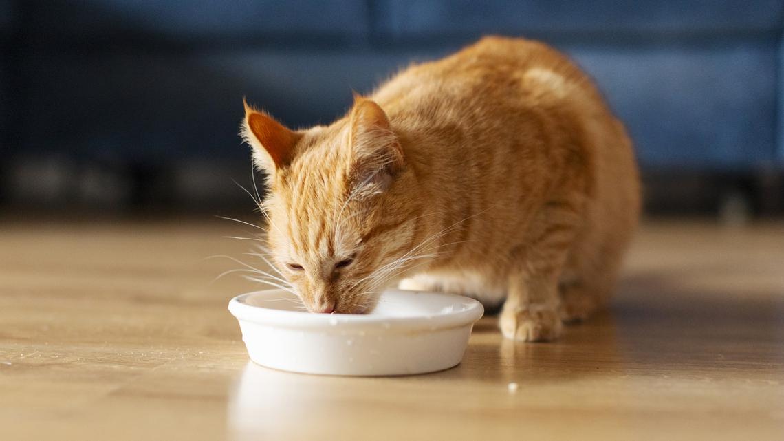 Smalls Cat Food Subscriptions: Get 50% Off Your First Box, Plus Free Treats for Life 