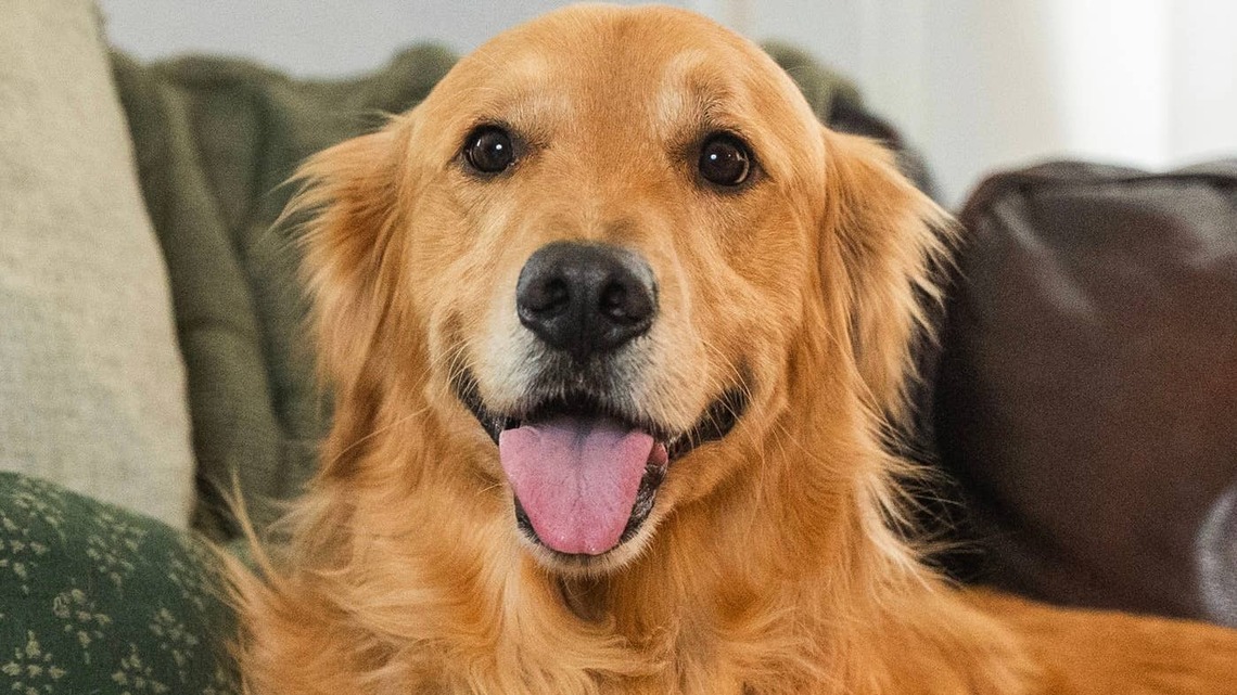 After Surviving 72 Days Alone, One Golden Retriever Received an Unexpected Honor 