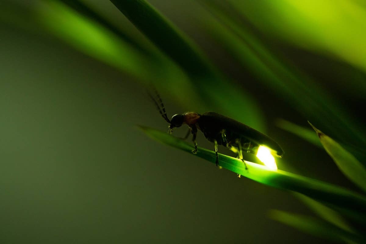  Climate and habitat changes may be affecting firefly activity.