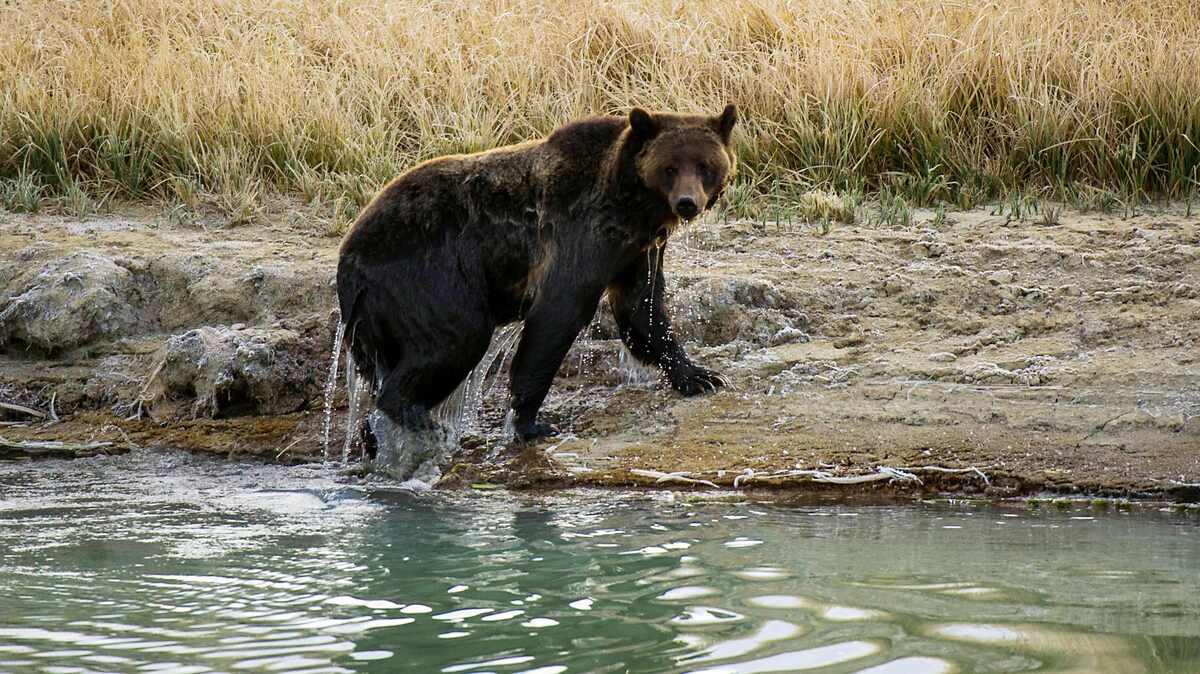A female Grizzly bear exits Pelican Creek October 8, 2012 in the Yellowstone National Park in Wyoming.Yellowstone National Park is America's first national park. It was established in 1872. Yellowstone extends through Wyoming, Montana, and Idaho.  The park's name is derived from the Yellowstone River, which runs through the park.  AFP PHOTO/Karen BLEIER        (Photo credit should read KAREN BLEIER/AFP/GettyImages)