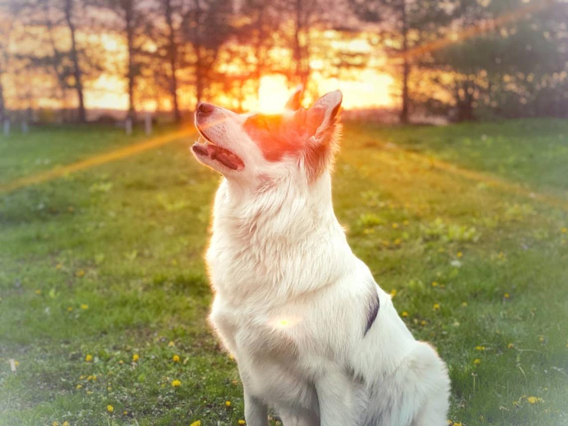  Dog reflecting on its life and its calling. 