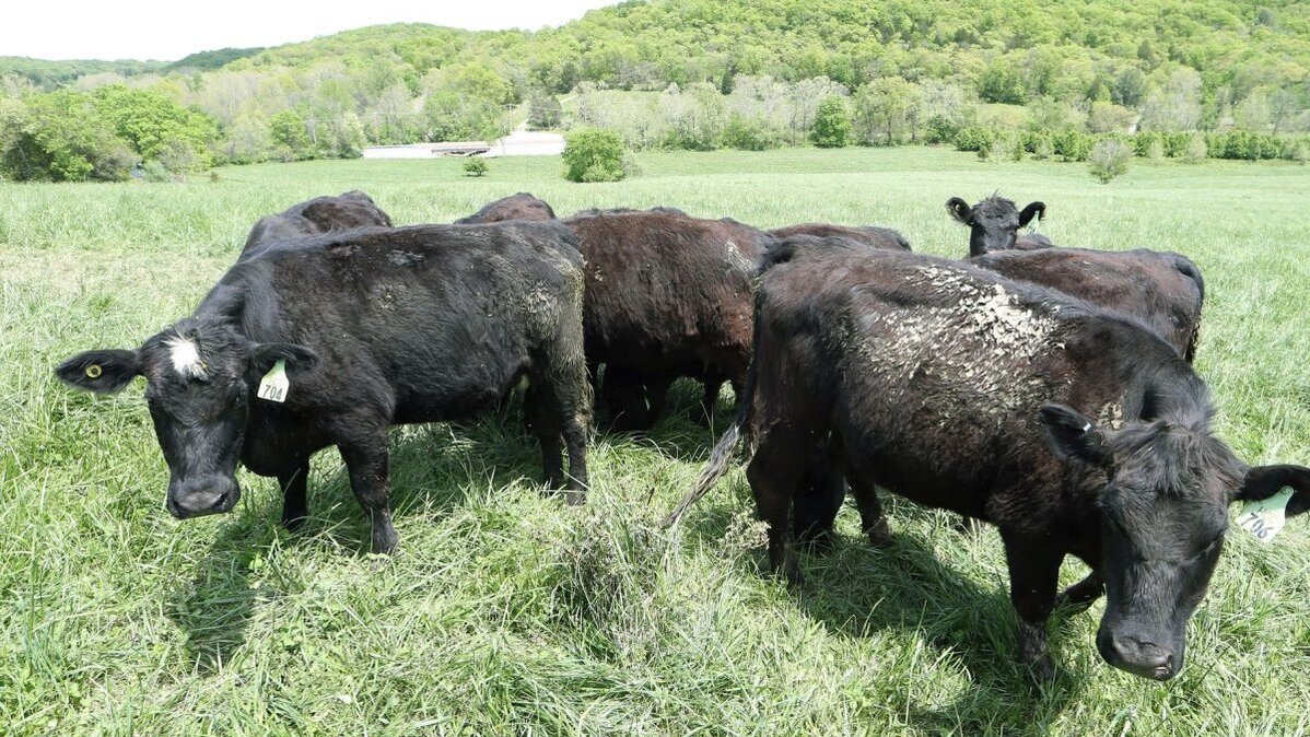 The U.S. Department of Agriculture says the United States’ food supply is not at risk after confirming two more cases of the New World screwworm in Texas. The first case in the United States in 60 years was detected in a calf in La Pryor, Texas, last week. File Photo by Bill Greenblat/UPI