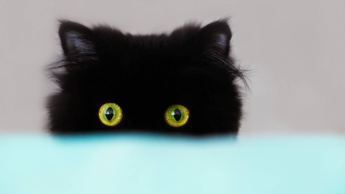 Black Cat Hides Herself at the Vet So Well, Her Mom Can't Find Her