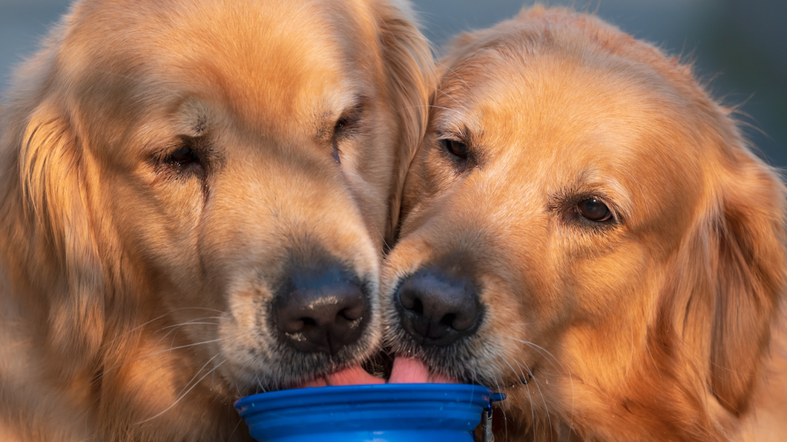 These Adorable Golden Retrievers 'Share the Same Brain Cell'-and It's Too Cute for Words 