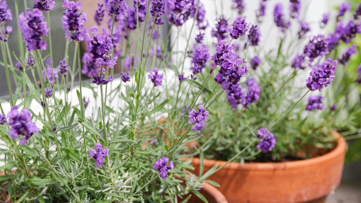 beauty and fresh lavender in the flower potbeauty and fresh lavender in the flower pot.