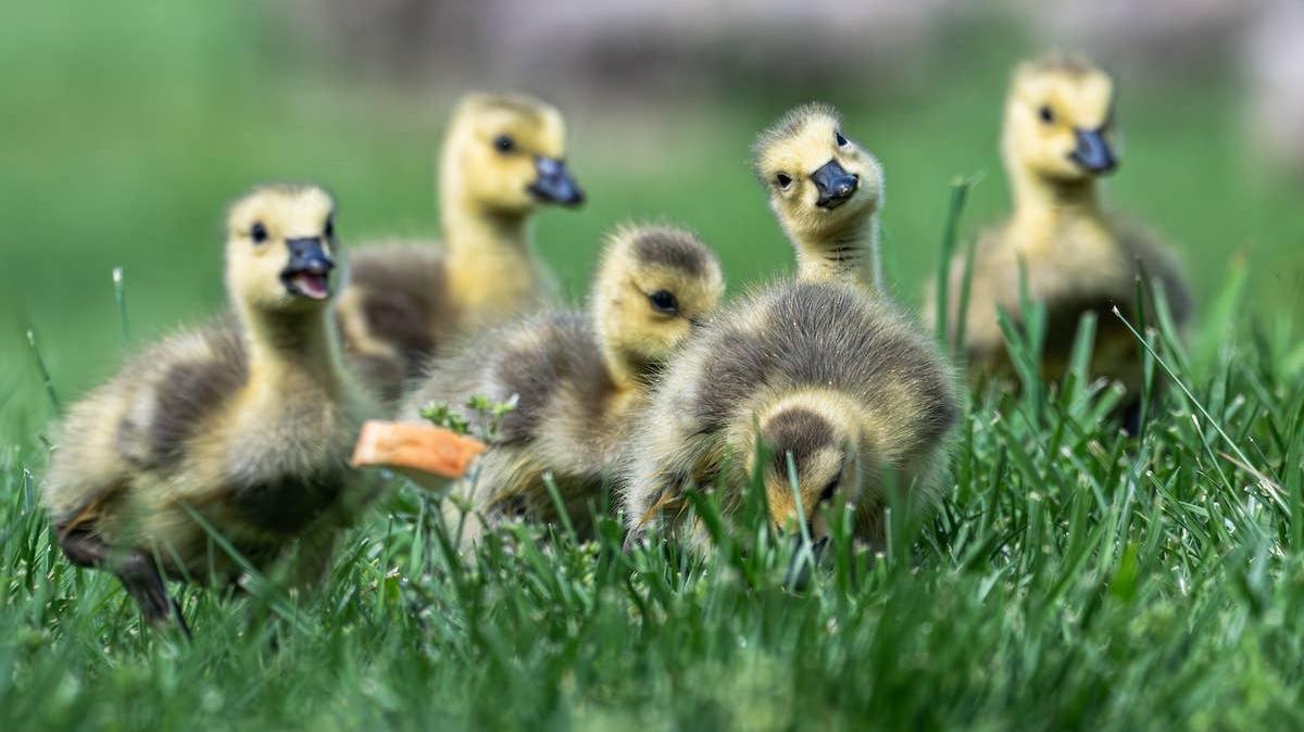 Baby geese in grass. 