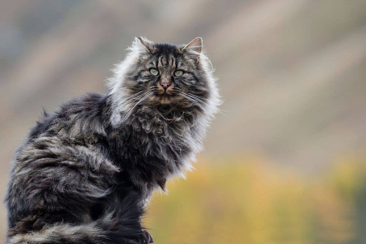 Norwegian Forest Cats look super-similar to Maine Coons.