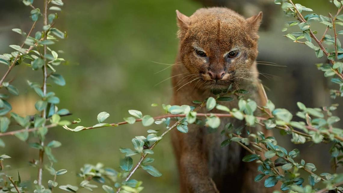 Elusive 'Otter-Looking' Cat With Rare Coffee-Colored Fur Spotted on Hidden Camera 