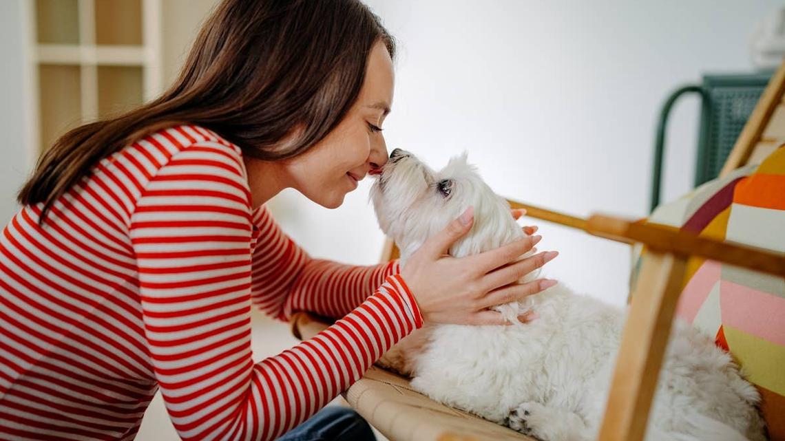 A dog lovingly looking into its owner's eyes. 