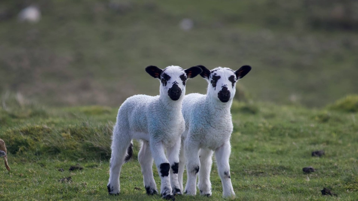 Viewers Can't Get Over This Sheep's Oddly Bouncy Zoomies