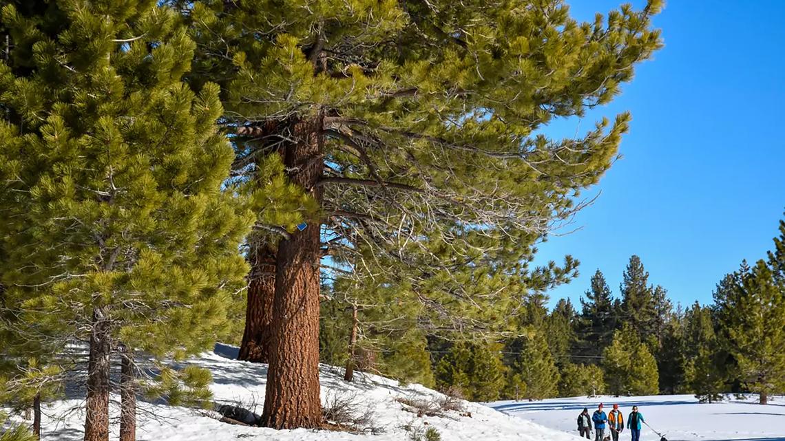 'No lines and big, wide-open runs': This woodsy California ski town is like Mammoth without the crowds