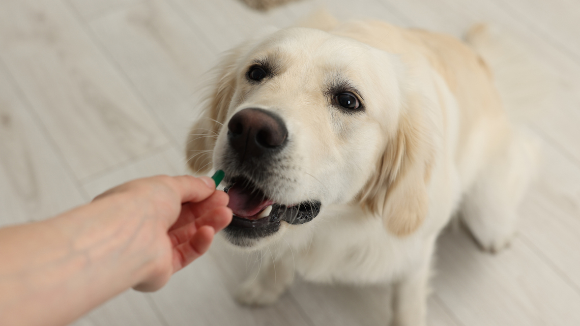 Could a Daily Pill Help Your Dog Live Longer? The FDA Is Reviewing One Right Now