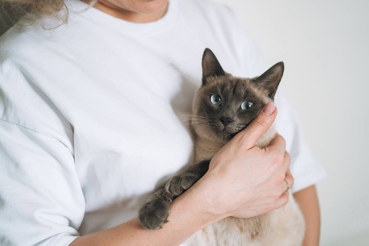  A sweet cat showing its owner love by cuddling.