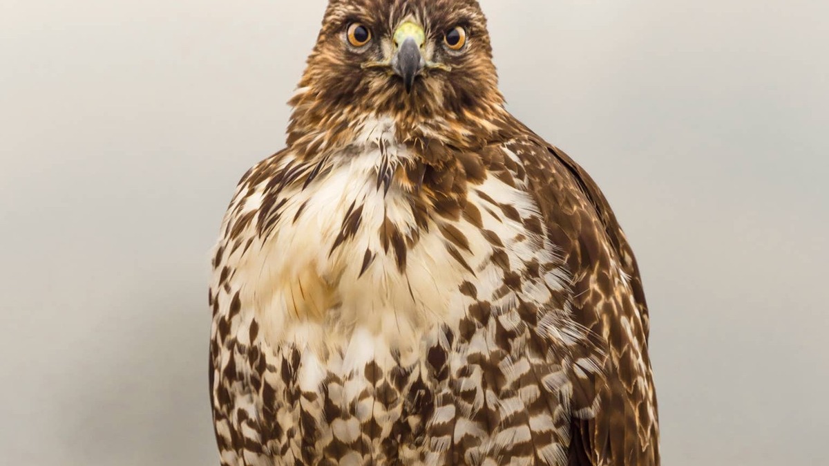 Red-tailed hawk perched on a post. 